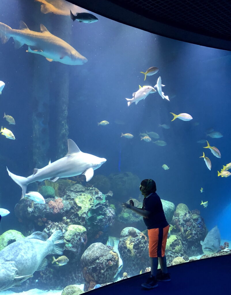 Vacation Spot - Wonders of Wildlife Aquarium - Shark Tank