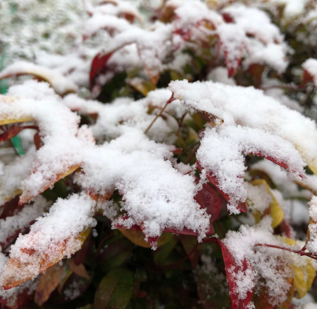 Indoor Activity Ideas for Kids - Snow on plant