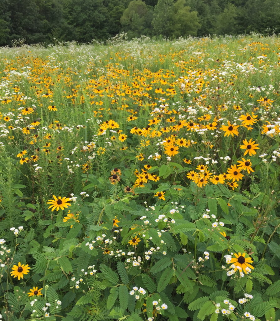 Keep our lands clean. Yellow wildflowers