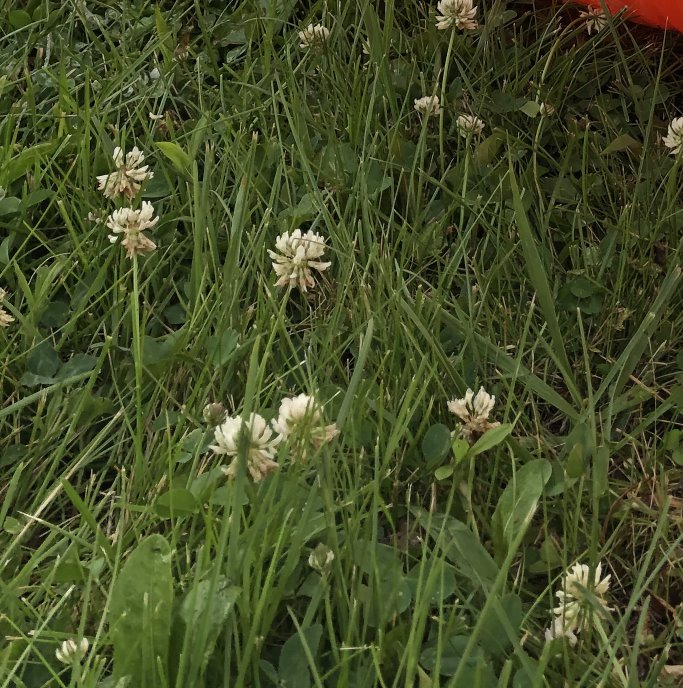 How to annoy your dad?
Mow the grass the wrong way.
Dandelions in grass