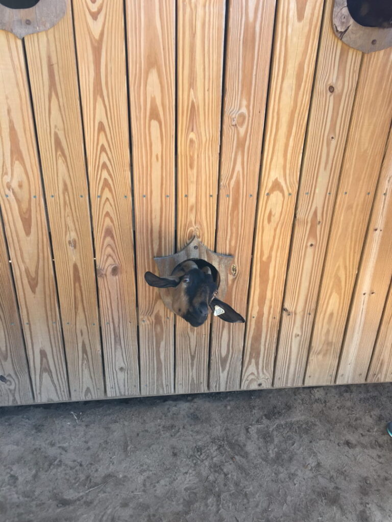 Beggs Family Farm goat in wall