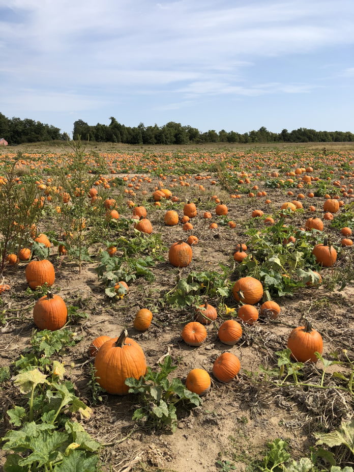 Beggs Family Farm pumpkin farm