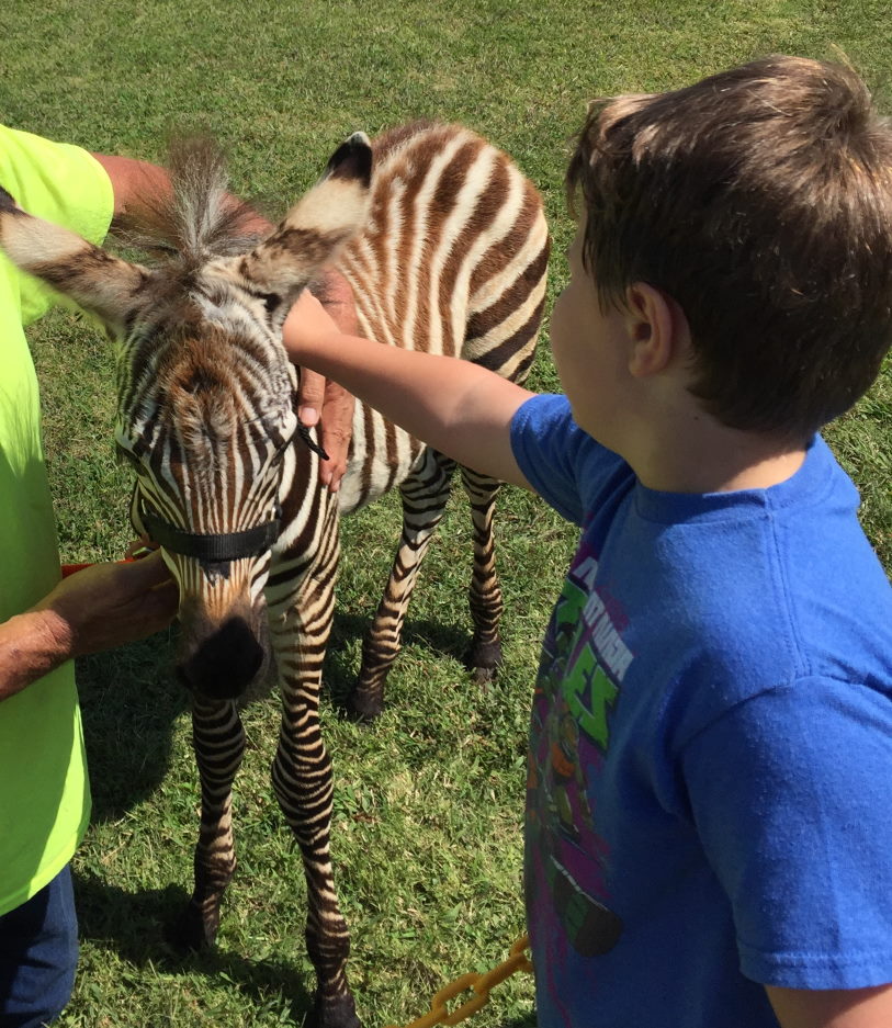 You cannot control the rate at which your child learns - child petting zebra