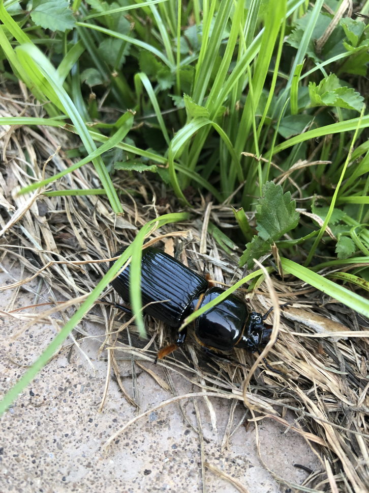 Bug in the grass