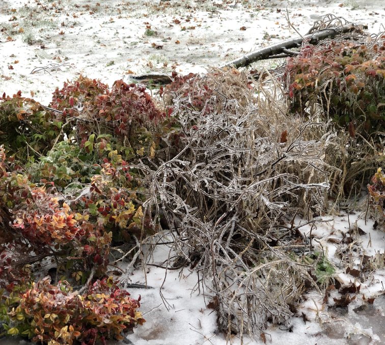 The amount of ice during a winter storm can take out trees and bushes