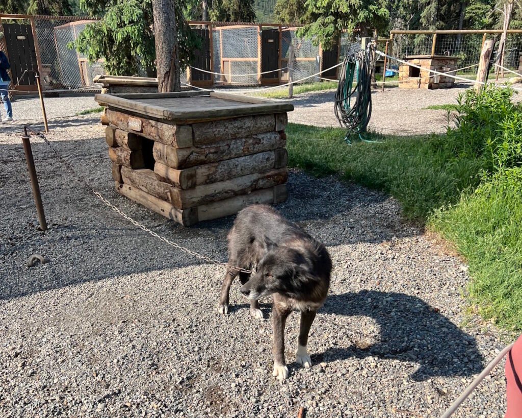 Improve a kennel for an Eagle Scout Project